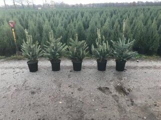 Ca. 70x Kerstbomen mix 2 Abies & Christmas blue